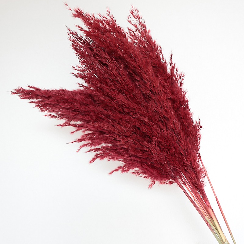 10 stuks kleurrijke natuurlijk - Pampas Grass Decor recensie en prijs
